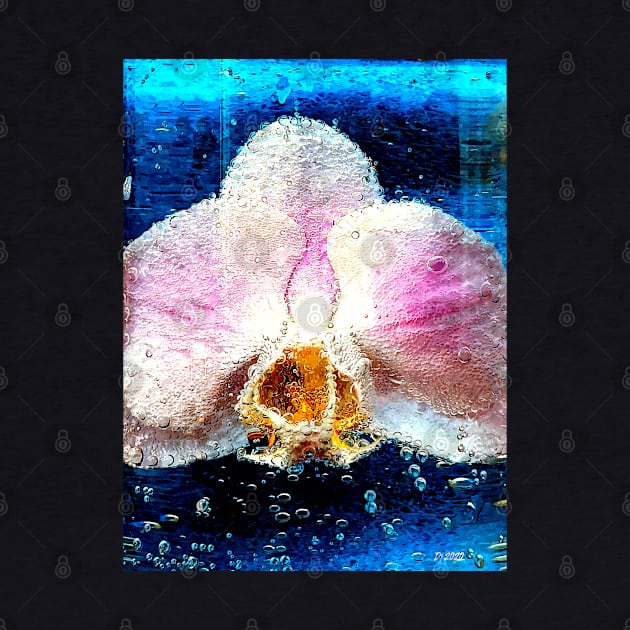 Orchid in Water by danieljanda